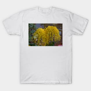 USA. Pennsylvania. Longwood Gardens. Spider Mums. T-Shirt